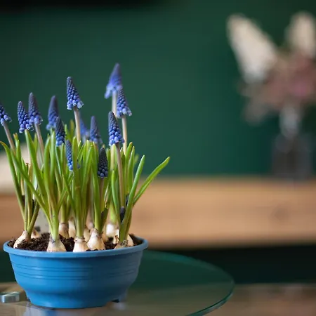 „nad Ratuszem” Lägenhet