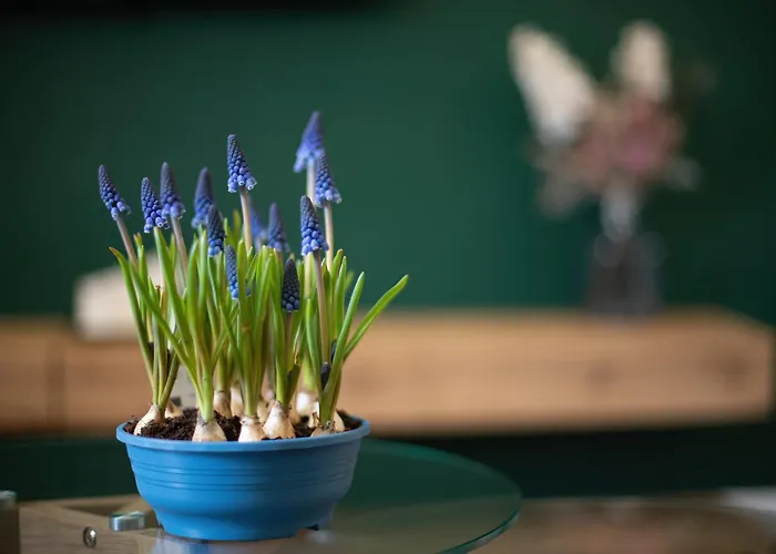 „nad Ratuszem” Lejlighed